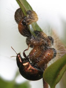 Pterodunga female tending her larvae in Australia (Photo: S. Hasenpusch)