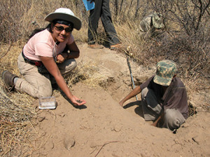 Chaboo collecting the beetle larvae with San Bushman, Kalahari, Namibia