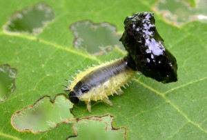 Larva with black fecal shield (photo: Kenji Nishida)