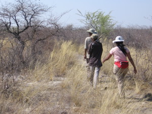 Setting out with San hunters to gather deadly leaf beetles