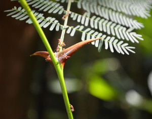 The tree provides hollow spines to house the ants which defend it.