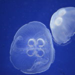 Jellyfish on display at KC Zoo (photo: CS Chaboo, June 2016)