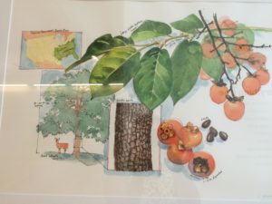 Persimmon tree by Lisa Grossman