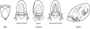 Camptosomate larvae use the cases their moms built like a protection that they carry and expand as they grow (plate of Chris Brown for our 2008 paper, http://onlinelibrary.wiley.com/doi/10.1111/j.1096-3642.2007.00343.x/abstract).